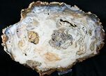 Large Hubbard Basin Petrified Wood Slab - x #16857-2